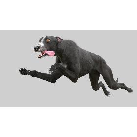 3D Greyhound (3) (Fur) (Rigged)